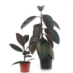 Caoutchouc / Ficus elastica Abidjan